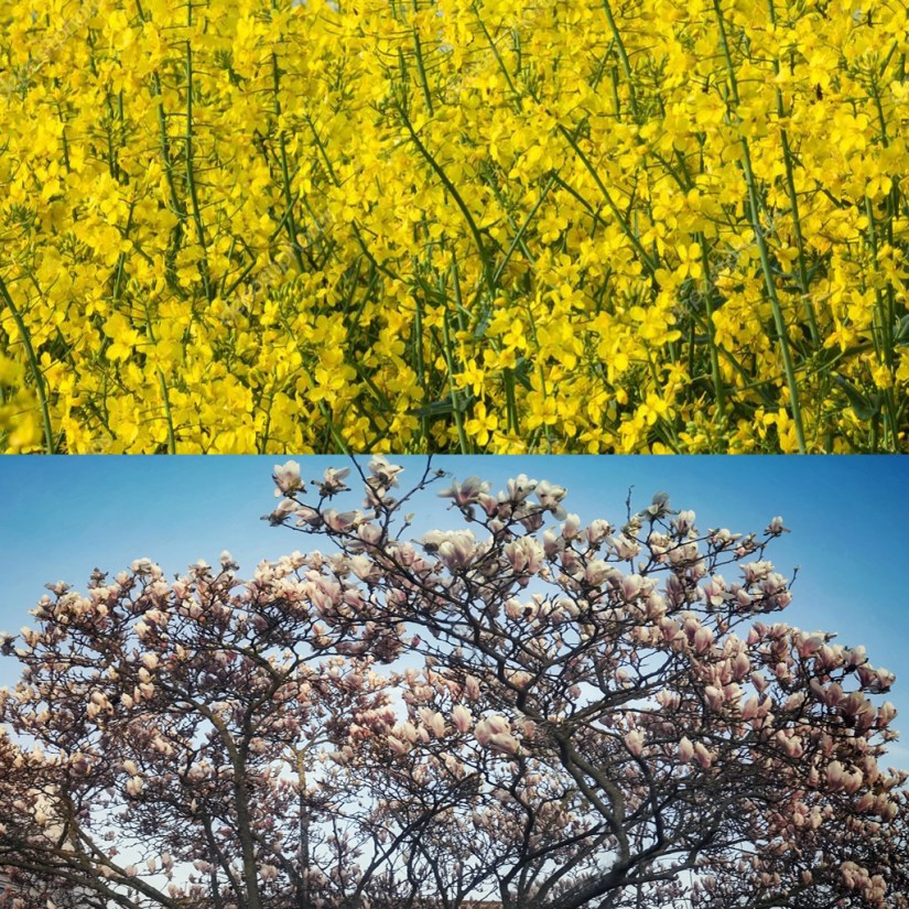 Helg raps o magnolia